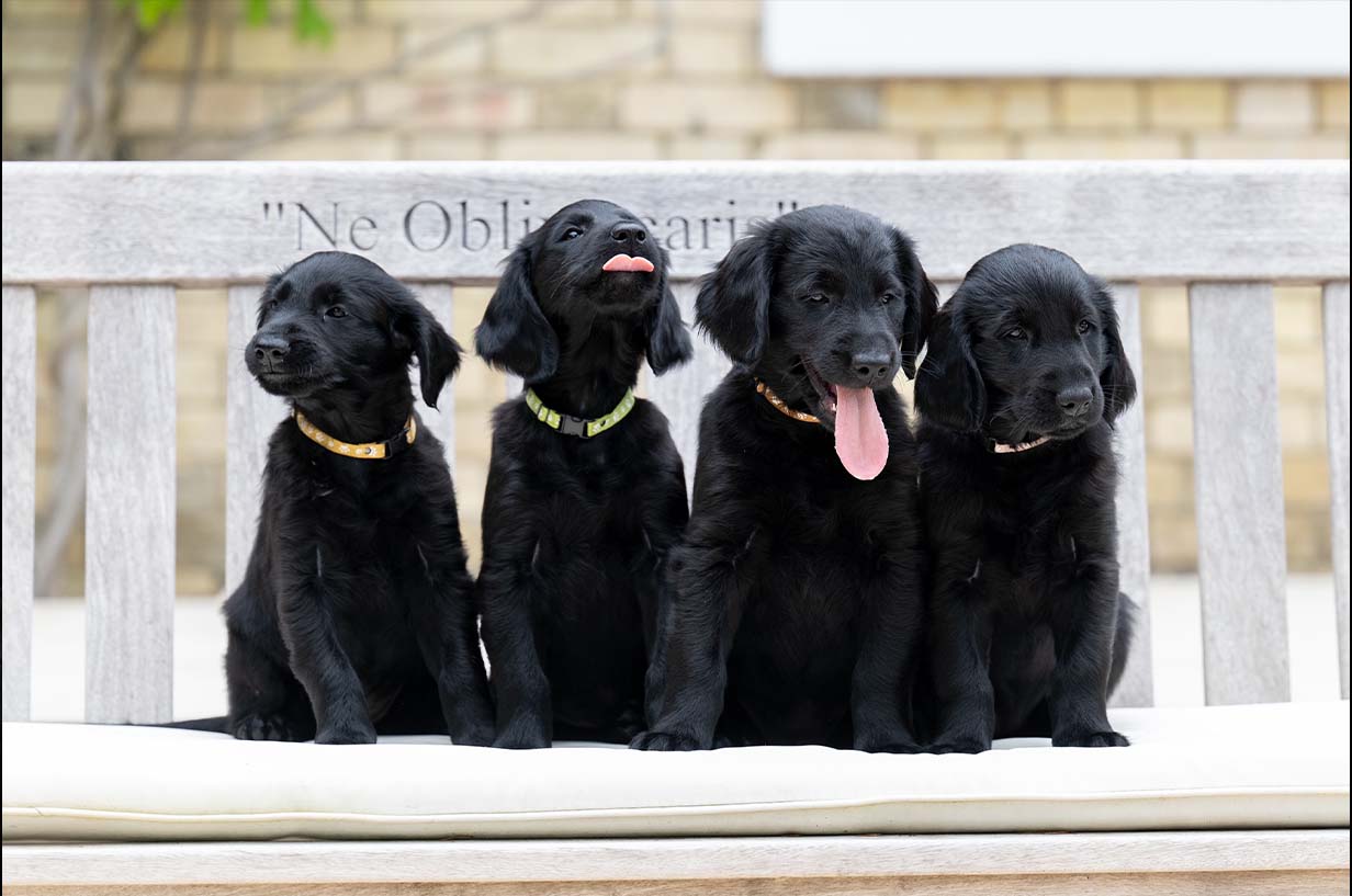 Four Flatcoat Retrievers sat on a bench