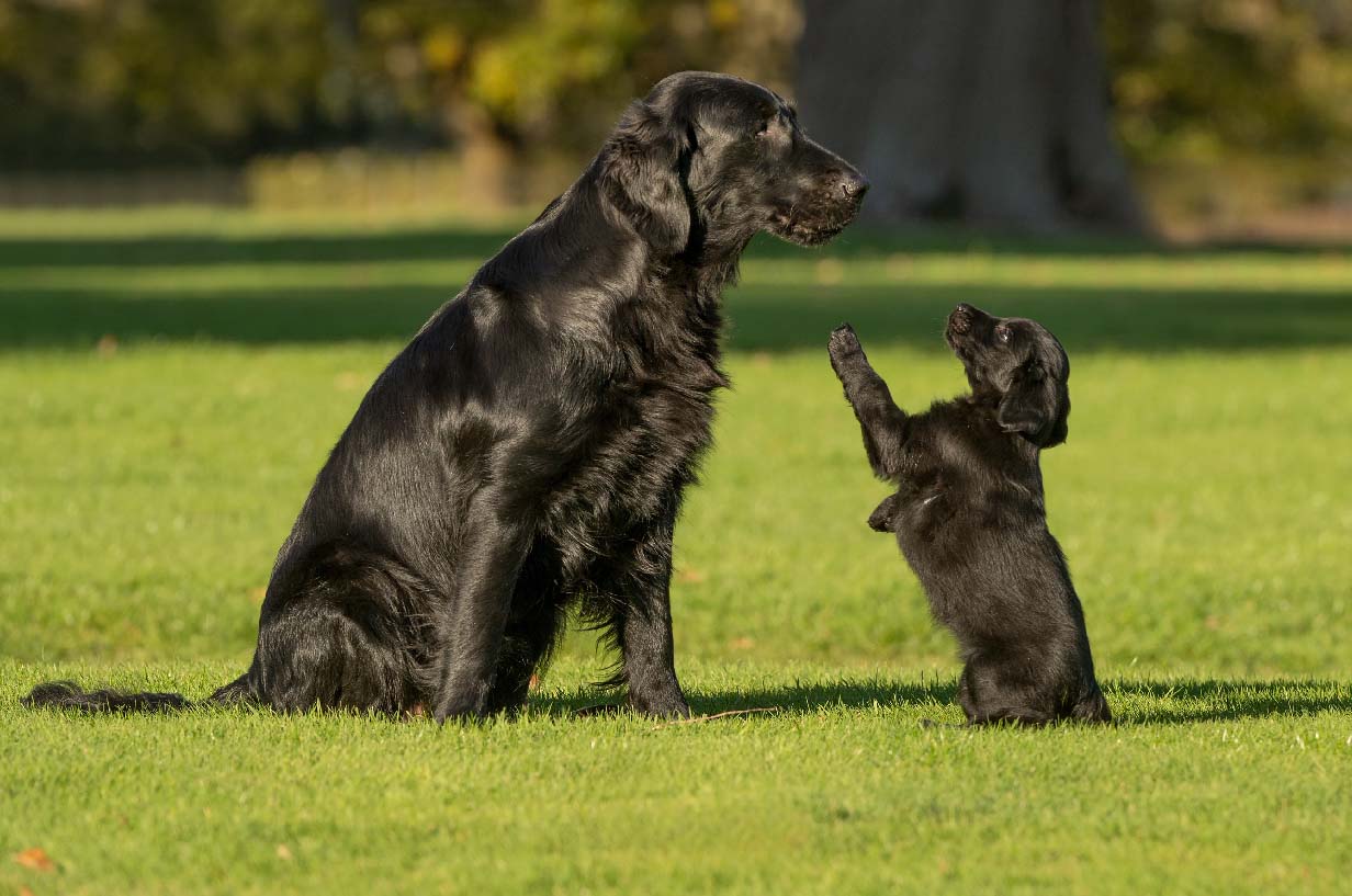 Two flatcoated retrievers playing on grass