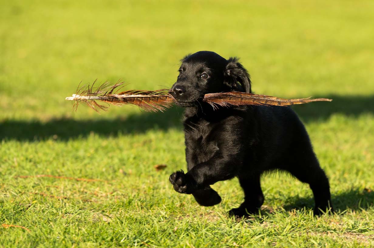 Flat retriever outlet puppies