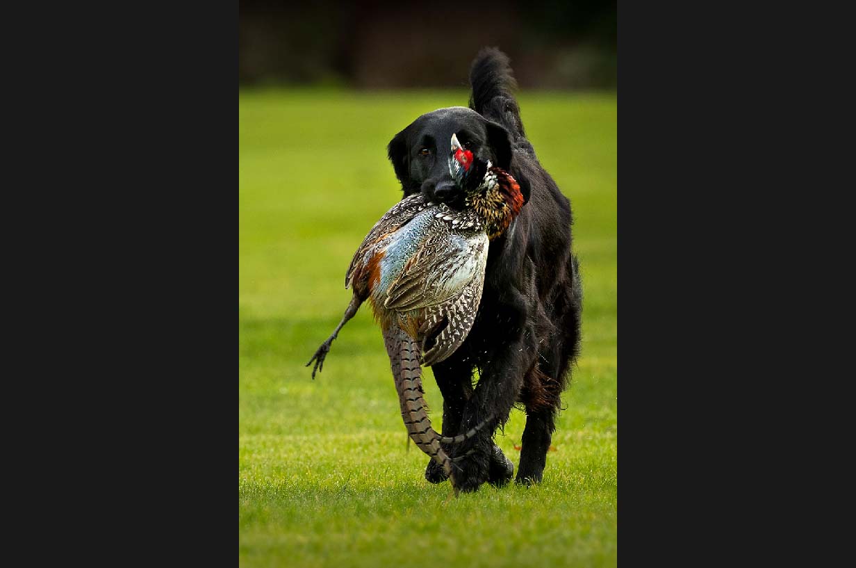 Adult flatcoated retriever bringing phesant back from shoot