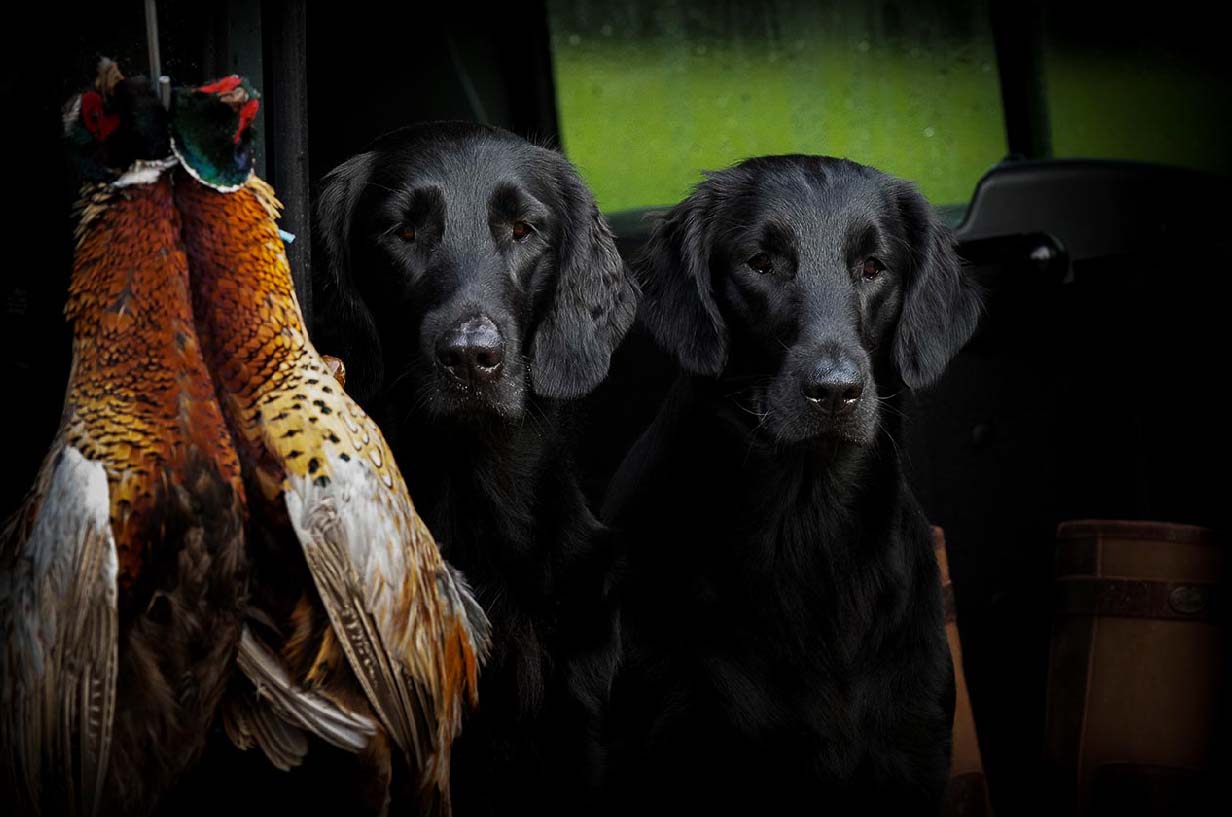 Two flatcoats with phesants hanging up