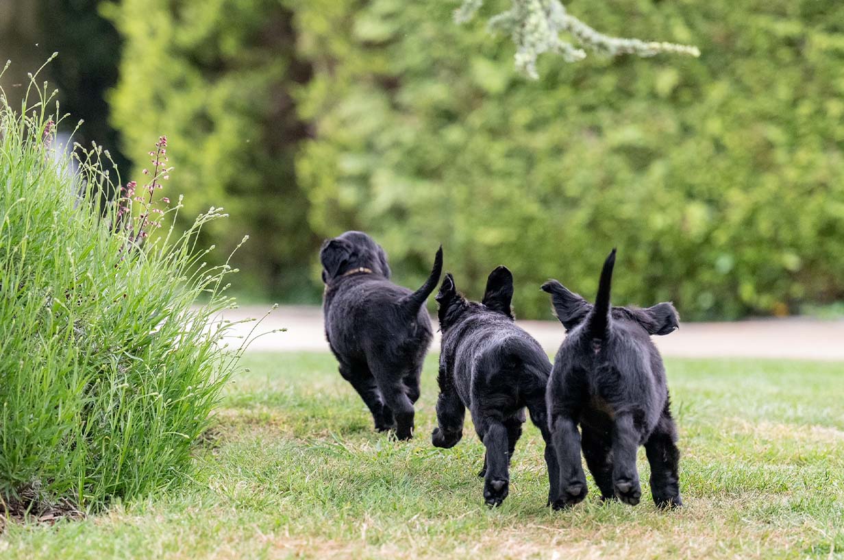 Flatcoated retriever puppies playing in garden