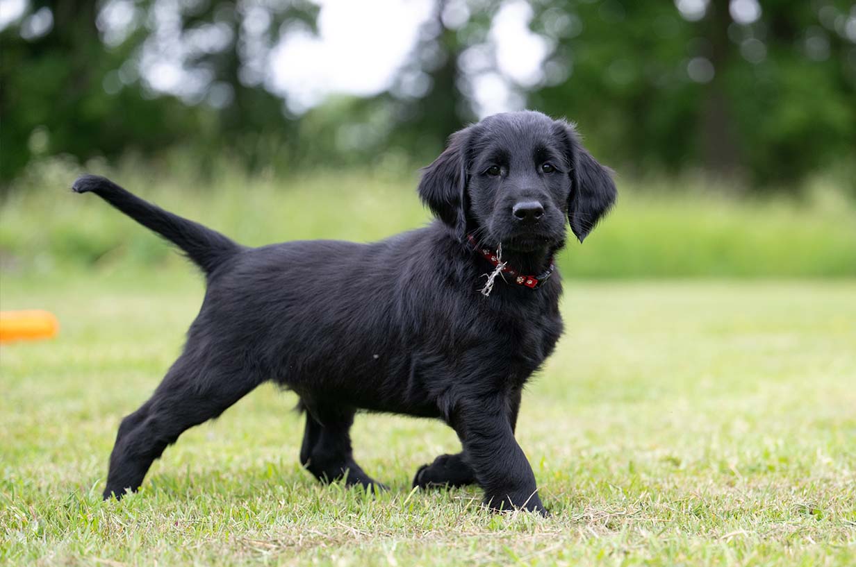 Flatcoated retriever puppy looking into camera